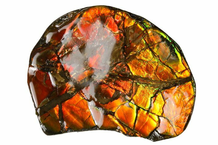 Iridescent Ammolite (Fossil Ammonite Shell) - Alberta, Canada #156824